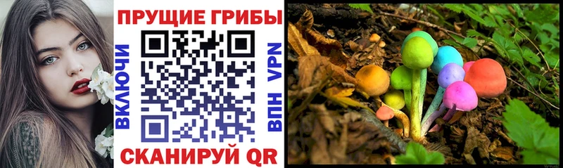 магазин    Покров  Галлюциногенные грибы Psilocybine cubensis 